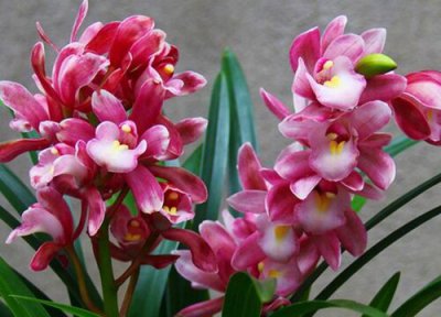 香妃蘭花開花時間 香妃蘭花什么時候開花